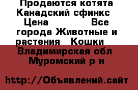 Продаются котята Канадский сфинкс › Цена ­ 15 000 - Все города Животные и растения » Кошки   . Владимирская обл.,Муромский р-н